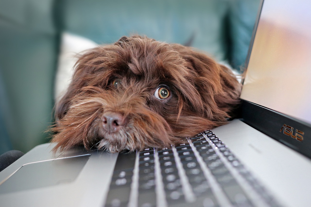 Life In The Old Dog Yet: Living With a Legacy In 2024