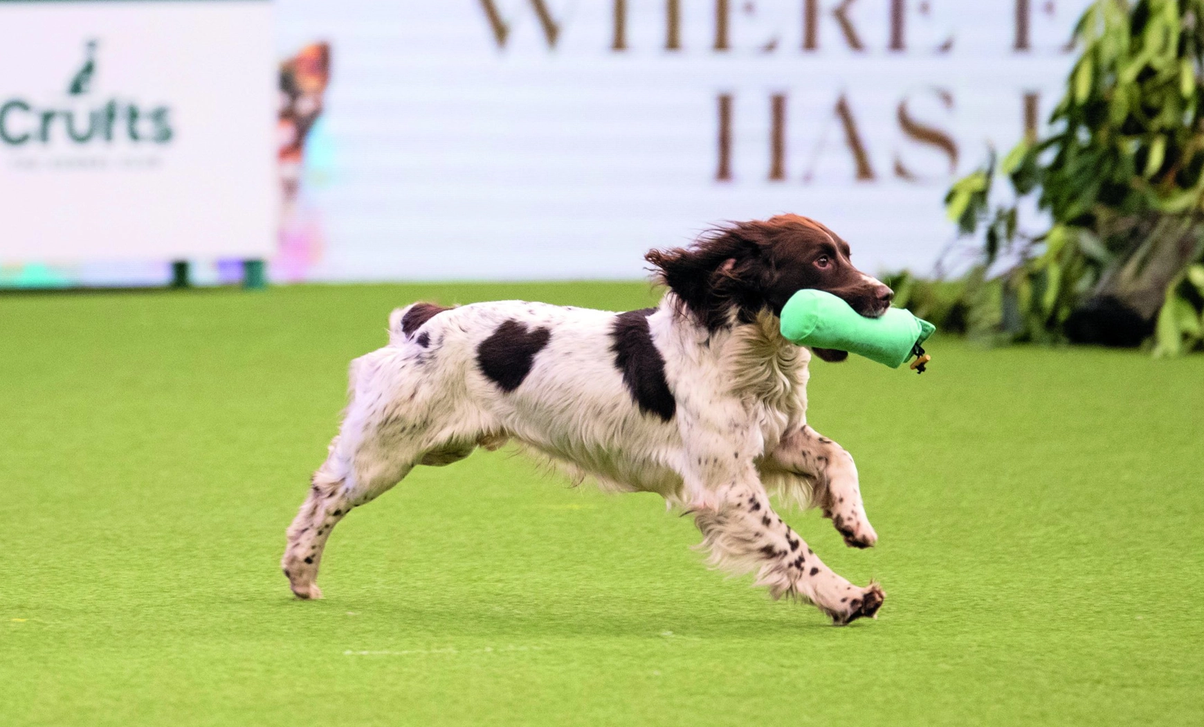 Driving Digital Transformation with The Kennel Club